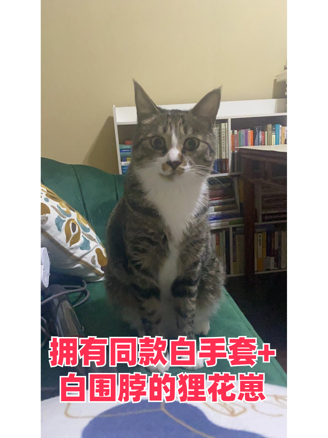 谁家的小猫咪如此可爱,竟然拥有雪白的"手套"和"围脖",让人忍不住想
