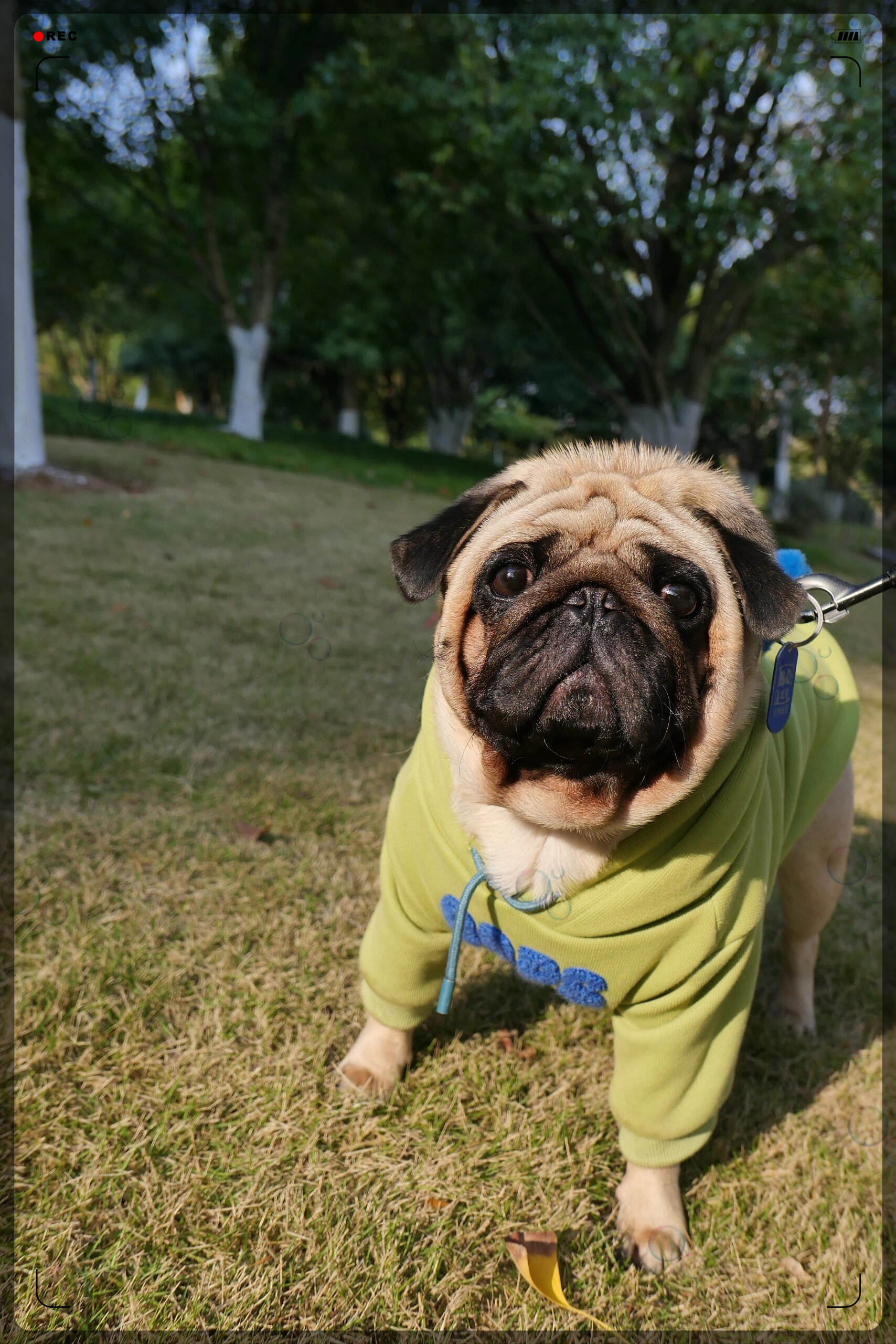 你们知道巴哥犬的日常是怎样的吗?