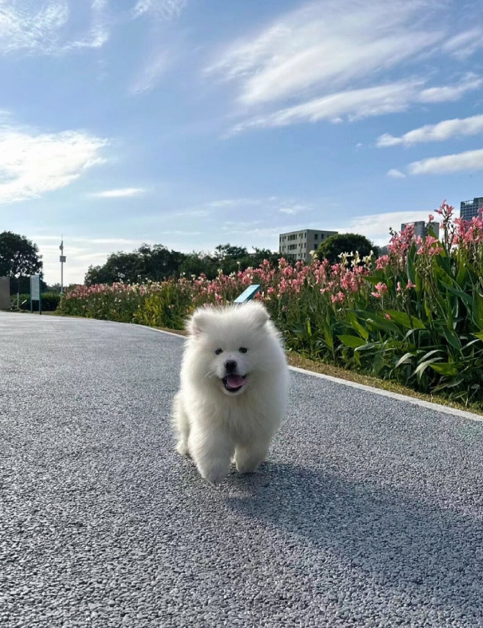 爱笑的小天使   坐标上海,我们有幸照料着一只两个月大的萨摩耶幼犬