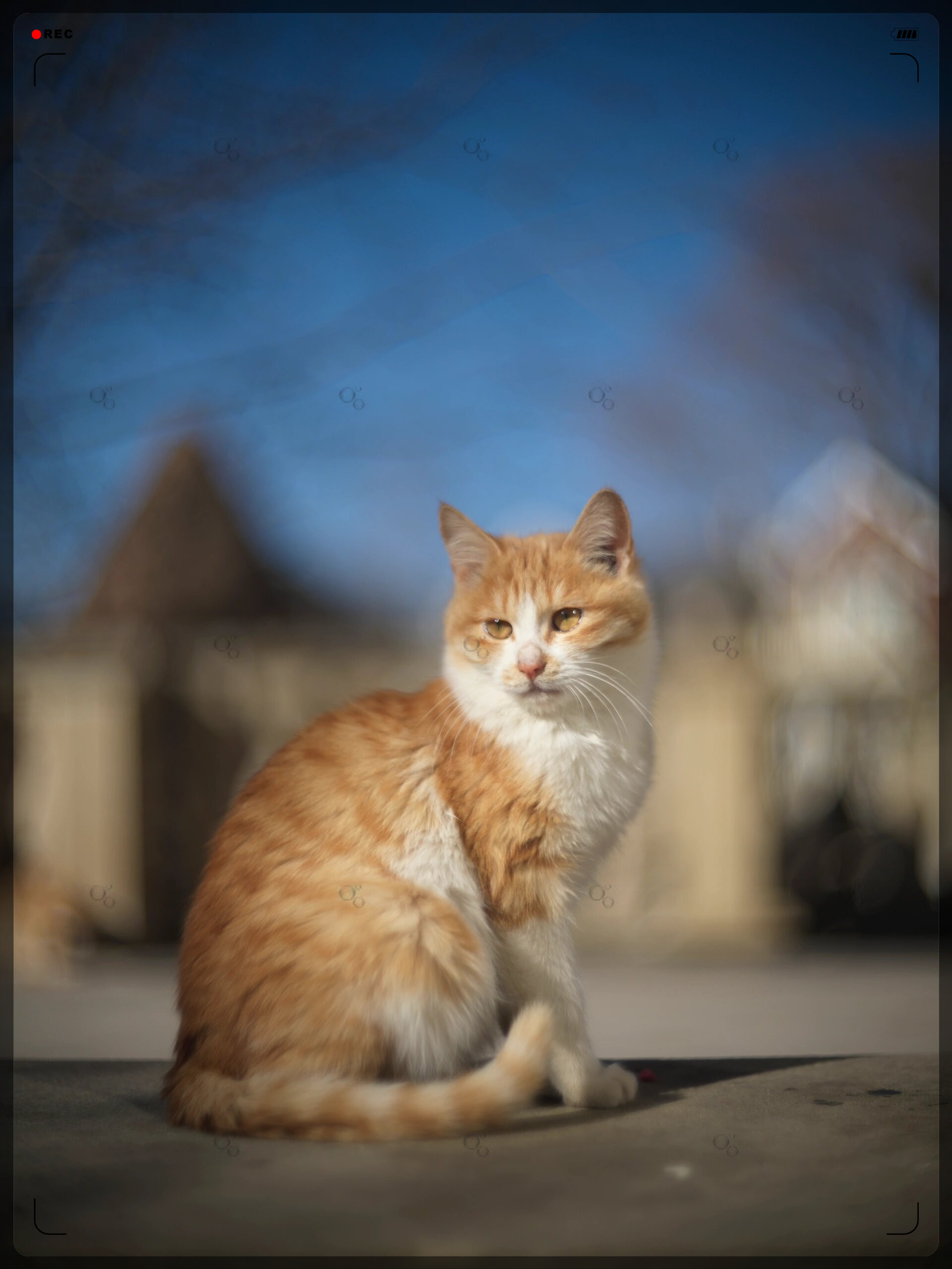 今天,我决定给小猫咪拍一组治愈系照片