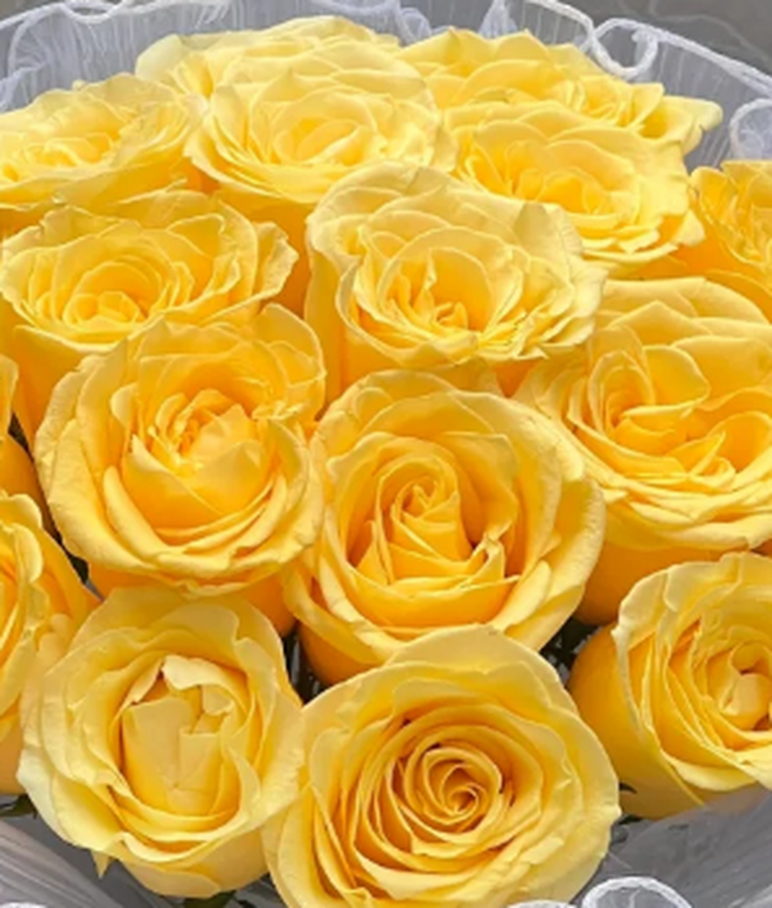 辉煌玫瑰——浮世中的永恒之爱 在这纷繁浮世中,有三千繁华,而我独爱