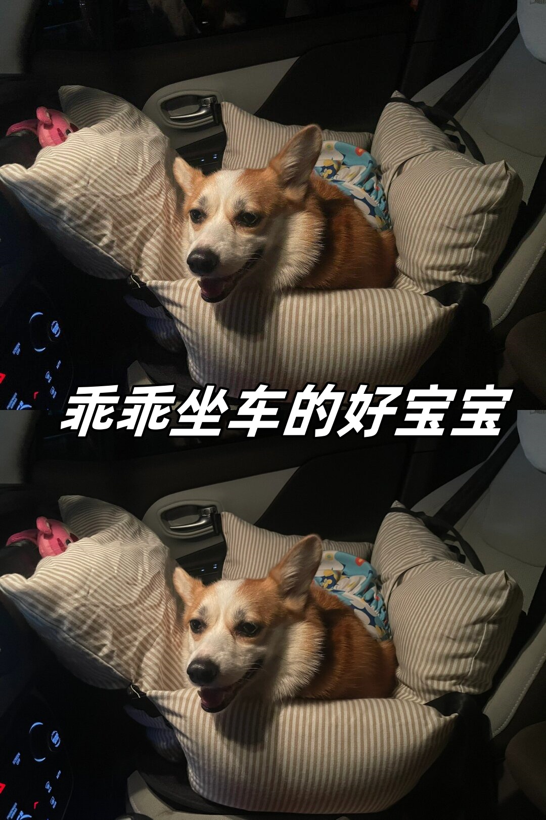 为泡泡购买了全新的车载狗窝让它过节时能舒适地