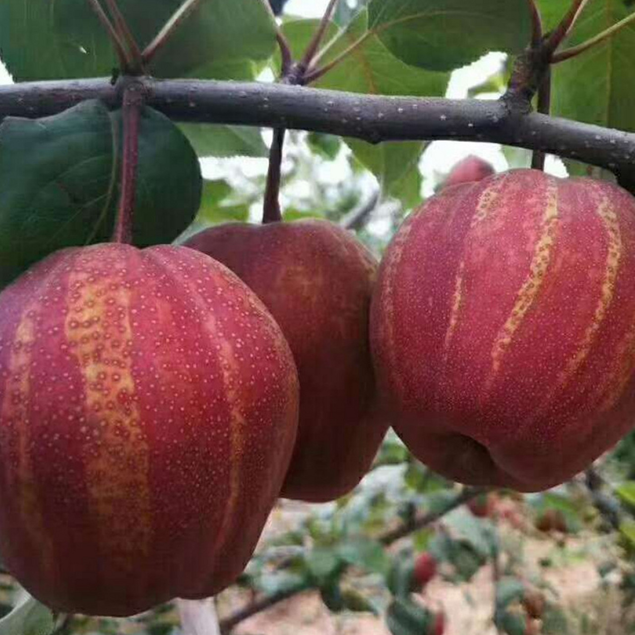 早酥红梨是早酥梨芽变品种,果实呈短葫芦形,红色,8月中下旬至9月上旬