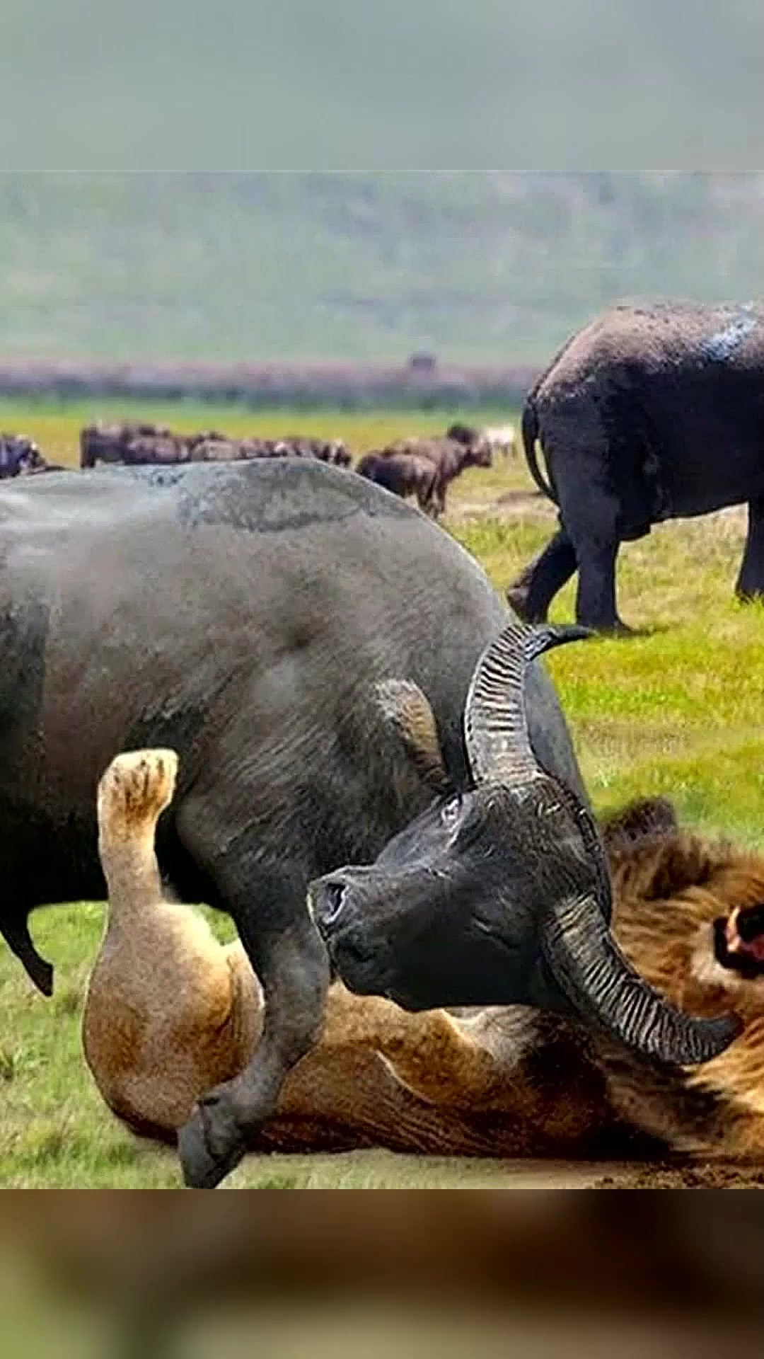 狮子将野牛锁喉谁料野牛不甘心被吃下一秒站了起来大战狮子