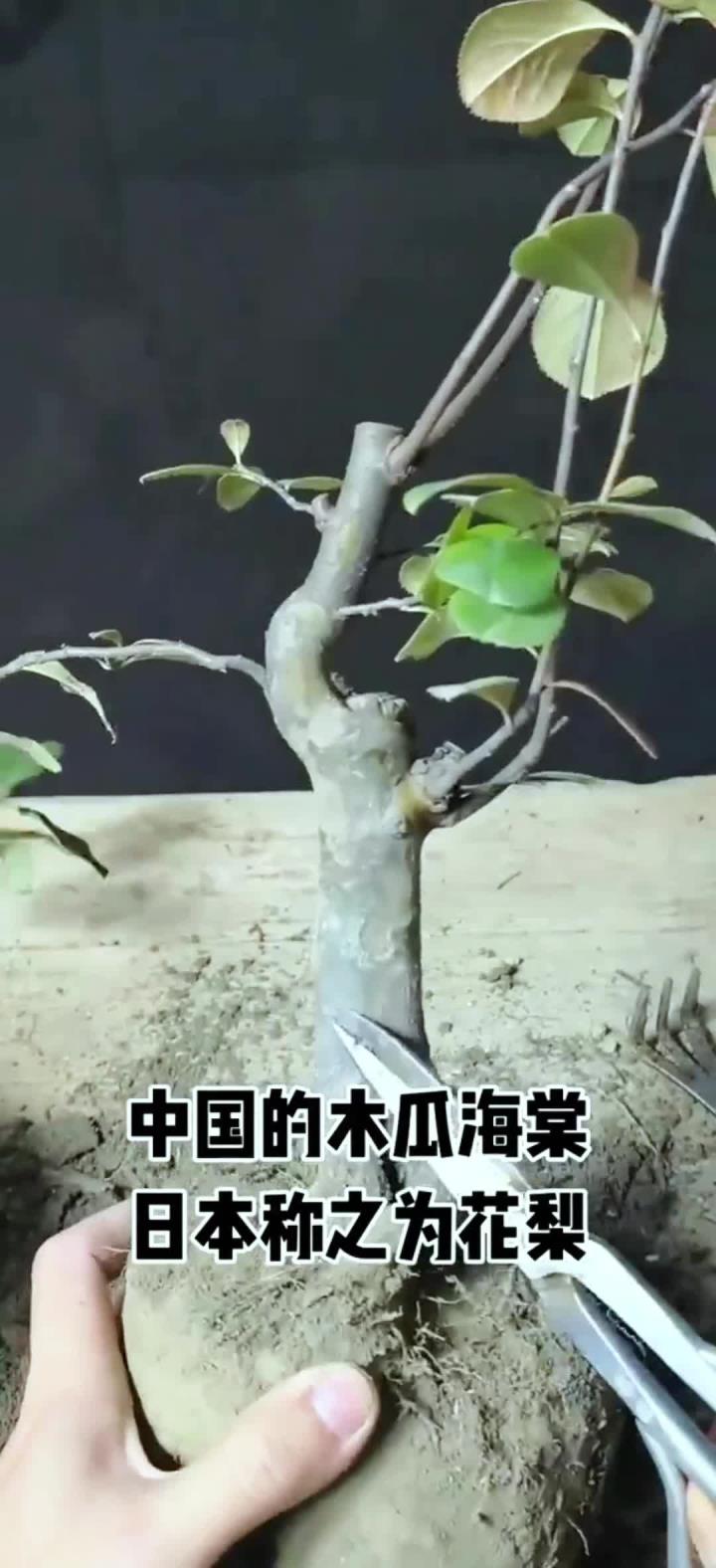 花梨木瓜海棠图片