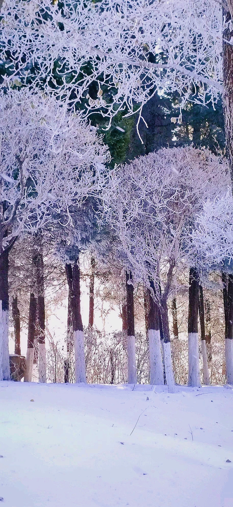 瑞雪迎新年图片