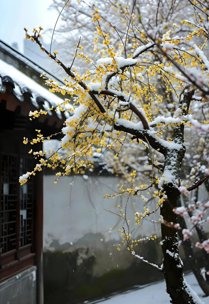 雪中梅花,如诗如画,傲立寒冬,熠熠生辉#你的城市在下雪吗