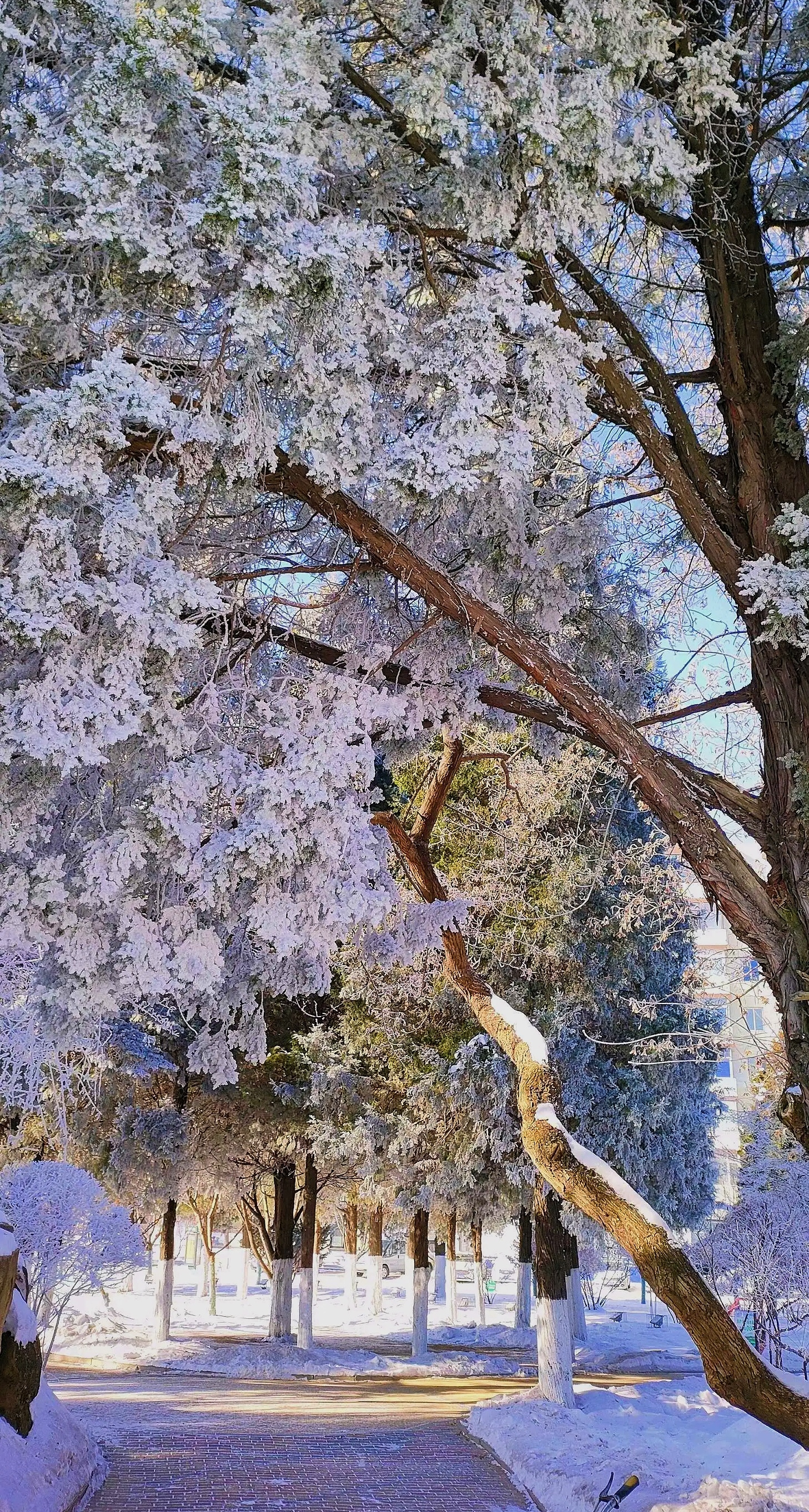 瑞雪迎新年图片