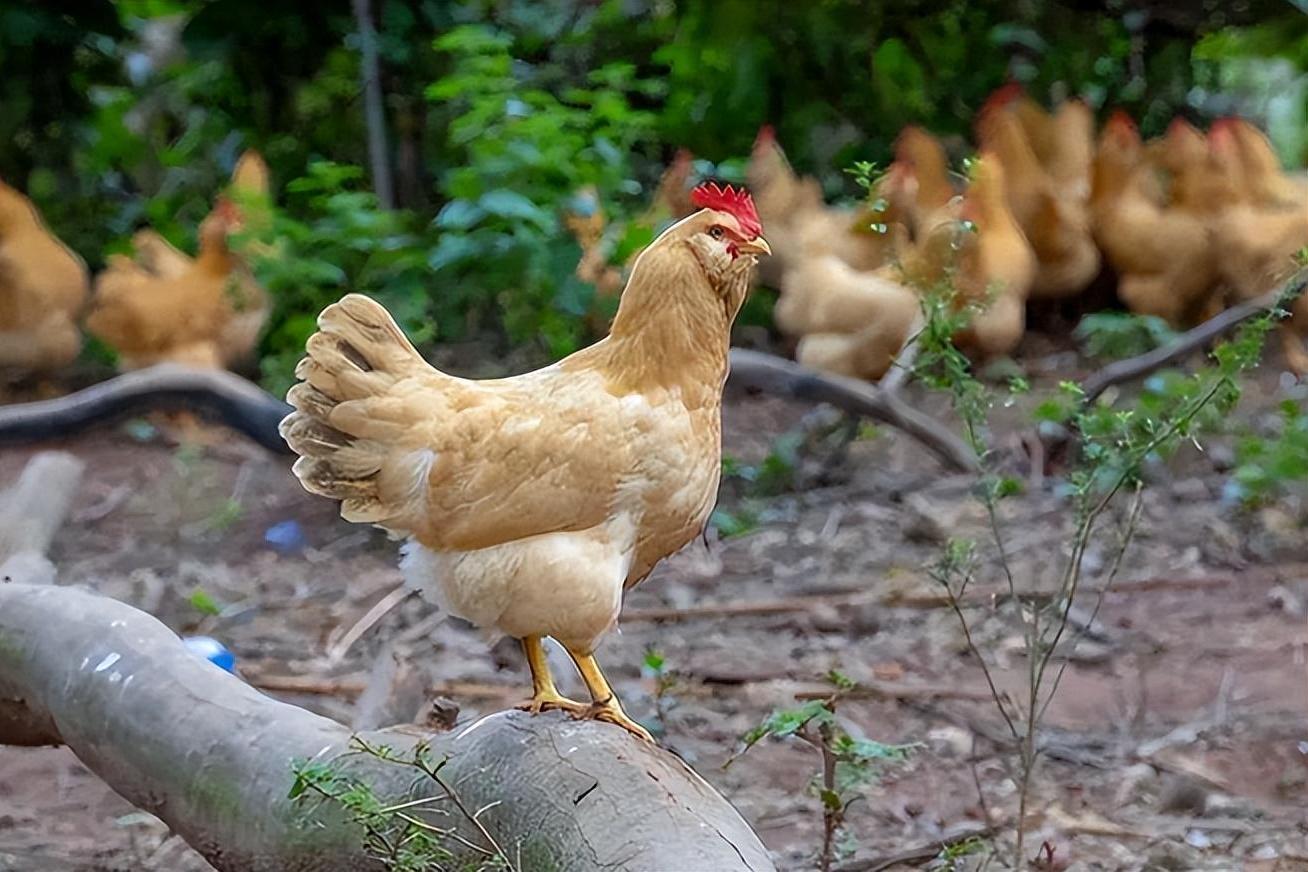 广东土鸡品种繁多,如清远鸡,胡须鸡,怀乡鸡,杏花鸡,阳山鸡和沙栏鸡等.