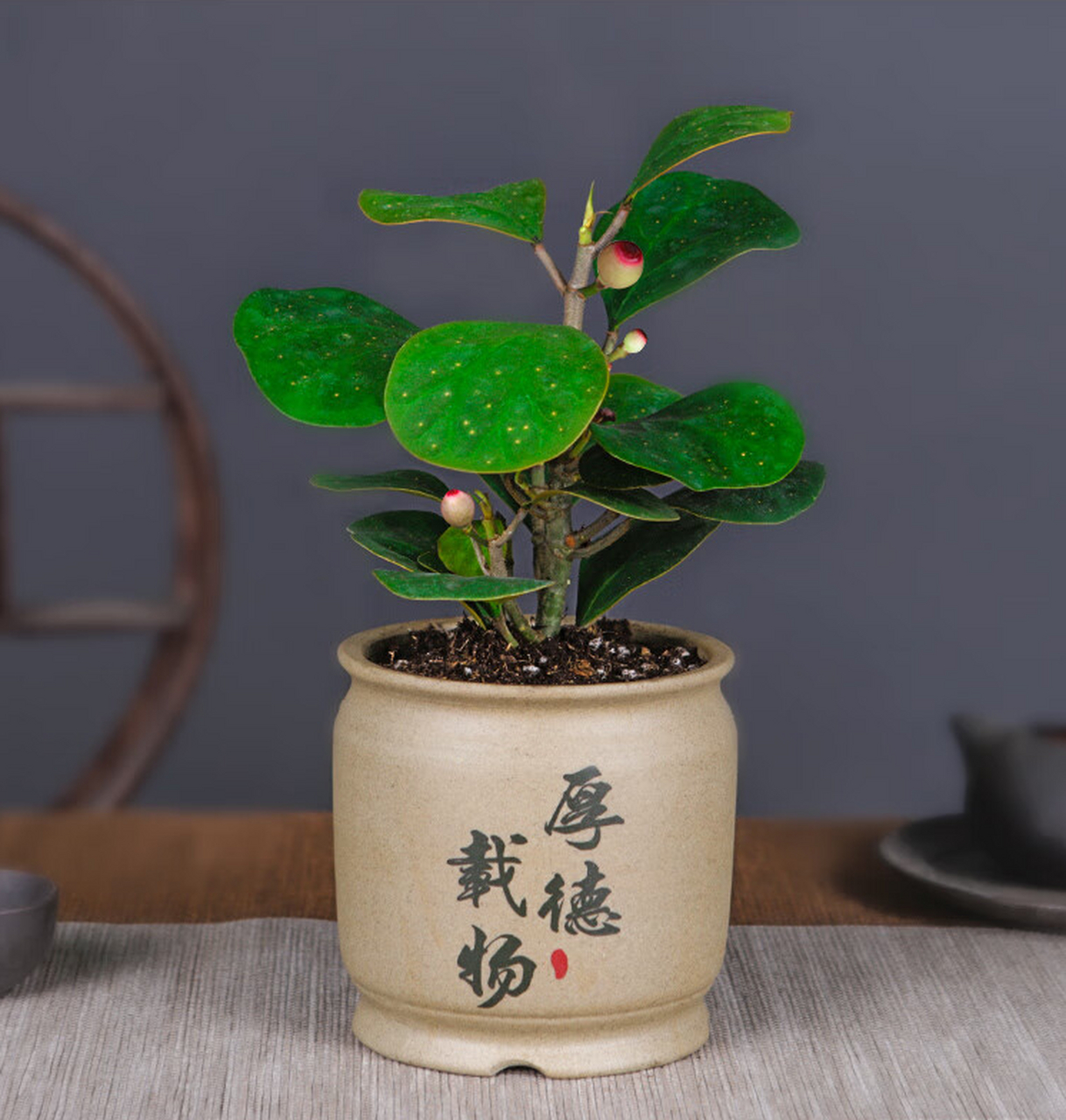 摘要: 小盼菩提是一种观赏价值高,文化内涵深厚的植物,适合温暖湿润