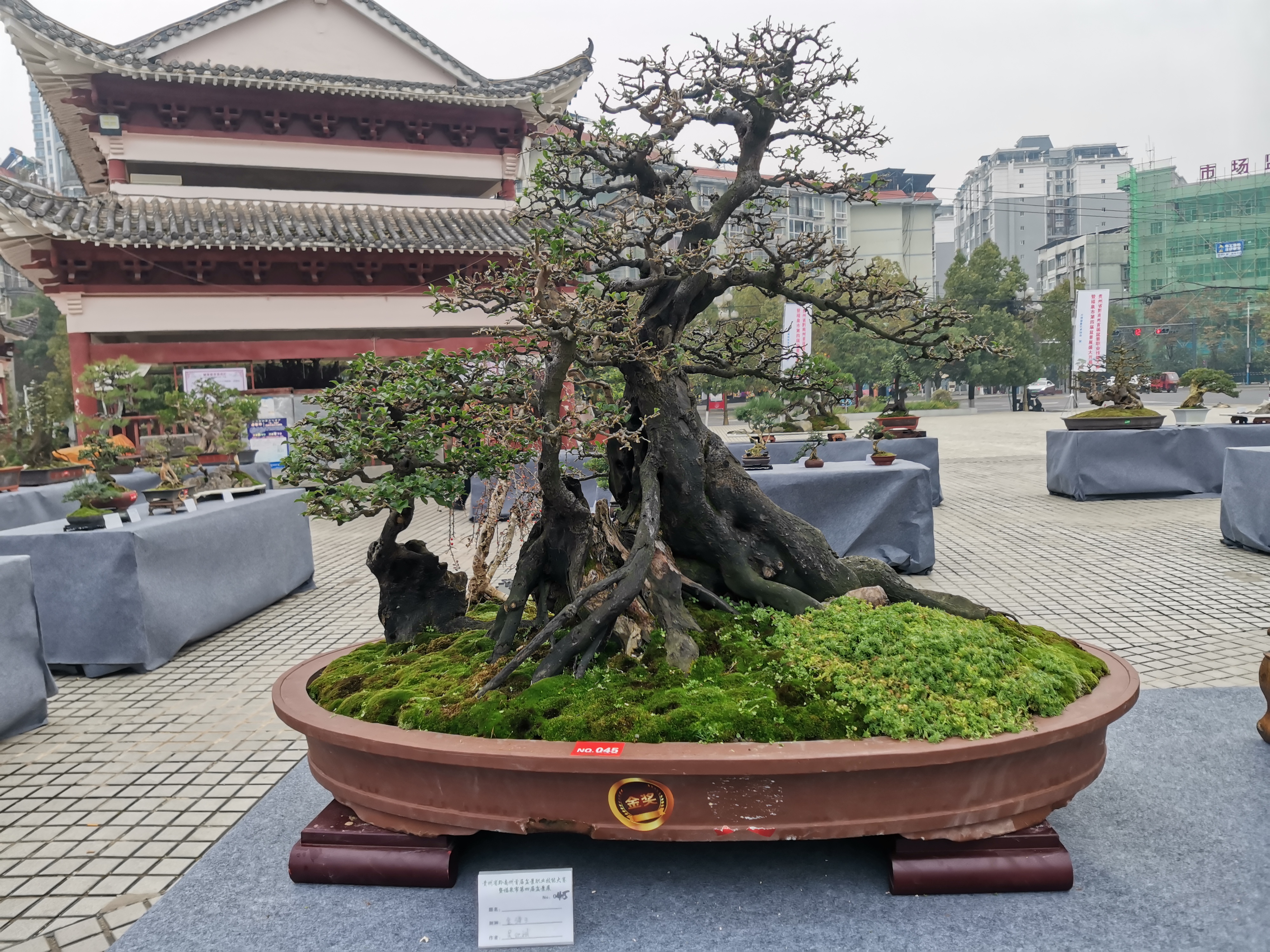 贵州盆景大师名单图片