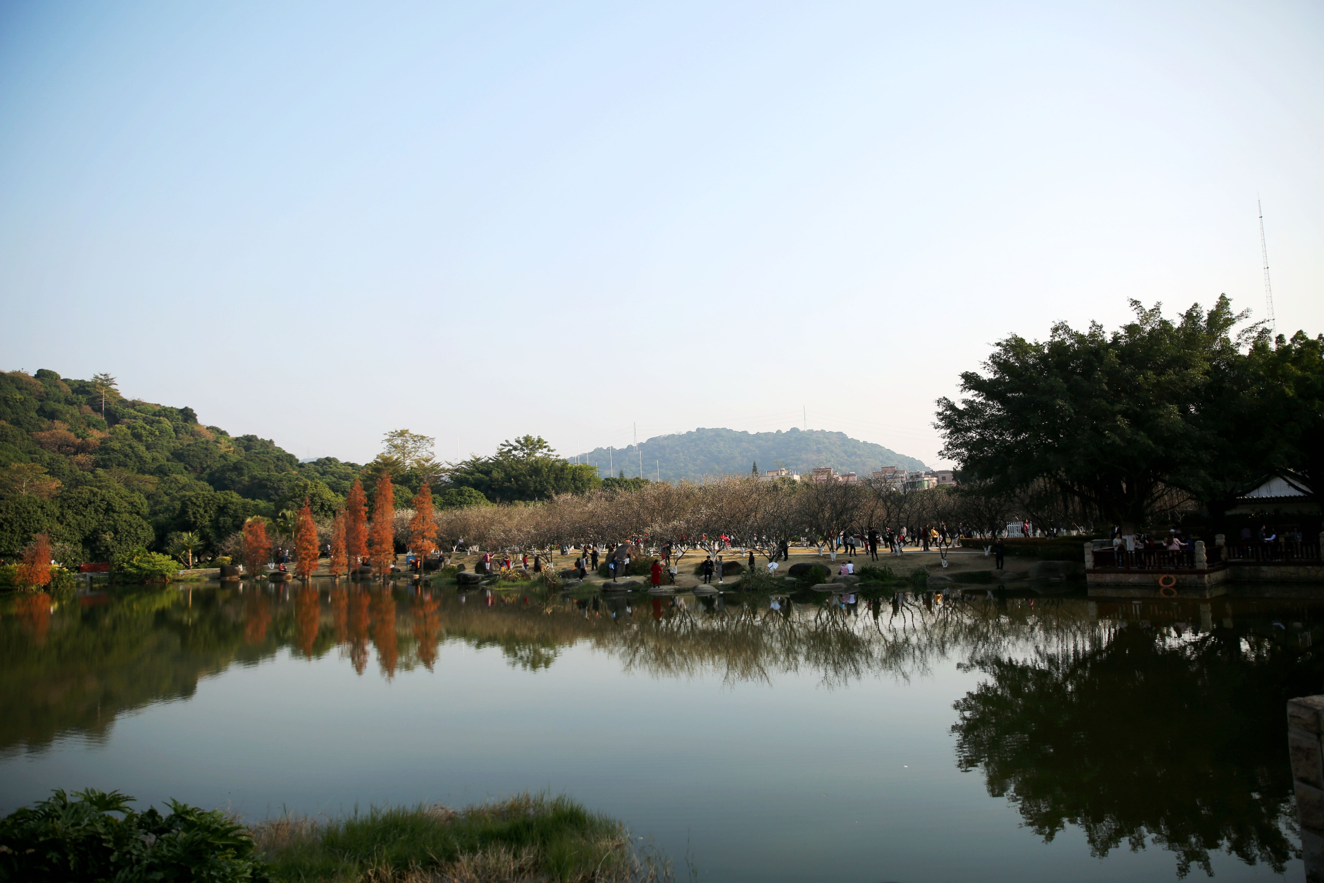 在广州黄埔区萝岗香雪公园,虽然本是为赏梅而来,却意外地被落羽杉的