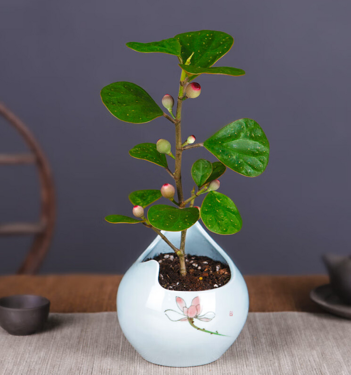 摘要: 小盼菩提是一种观赏价值高,文化内涵深厚的植物,适合温暖湿润