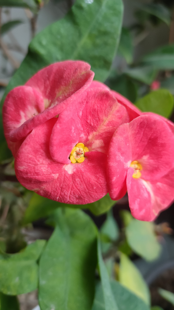 哇哦,大花虎刺梅真的好像是个梦幻植物啊!