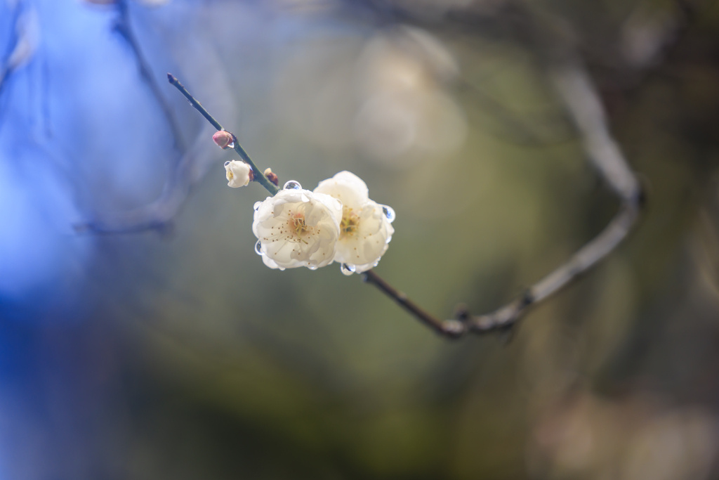 冬天公园里常见的花图片