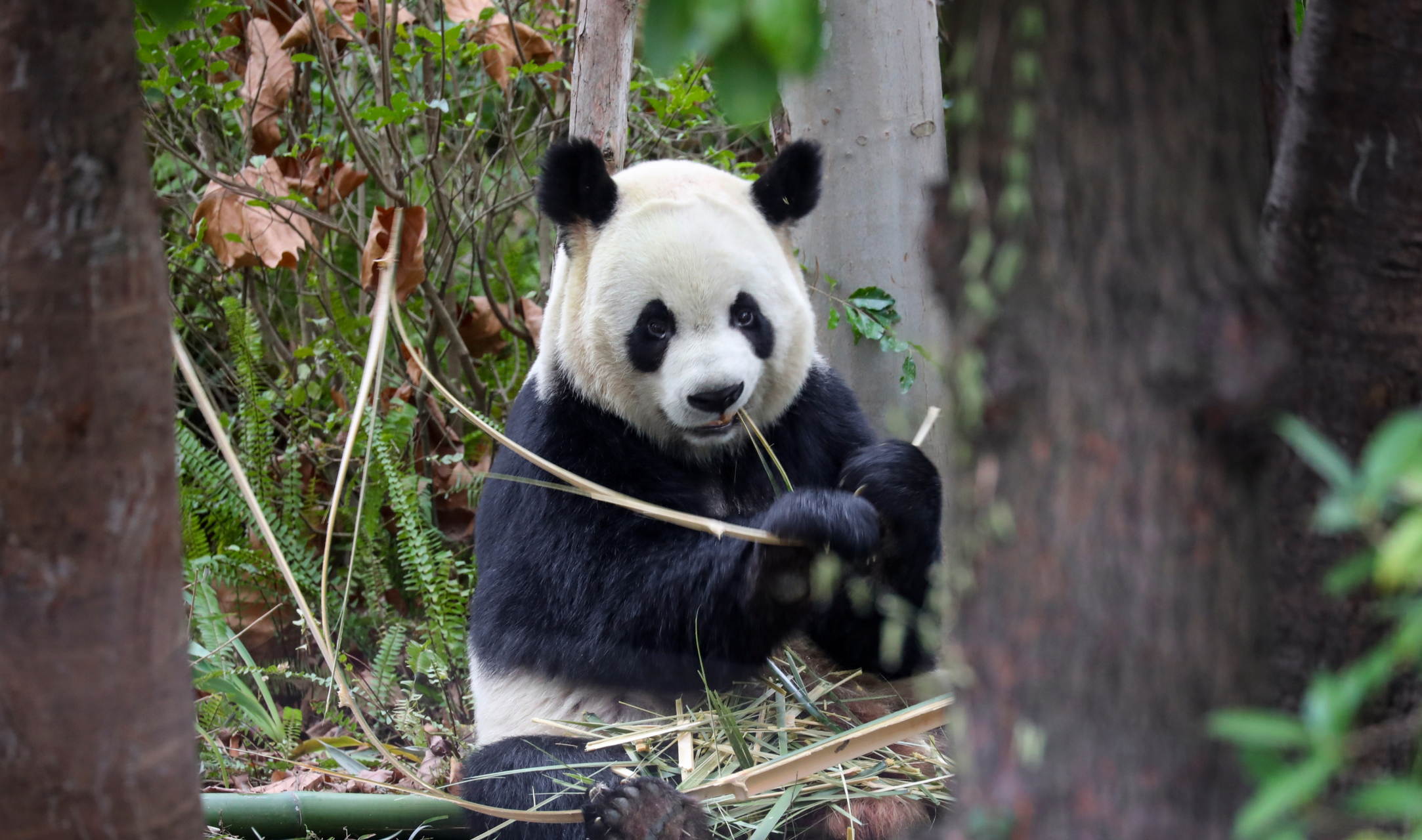 大熊猫金宝, 川陕混血, 长相潦草, 调皮好动的男孩子.