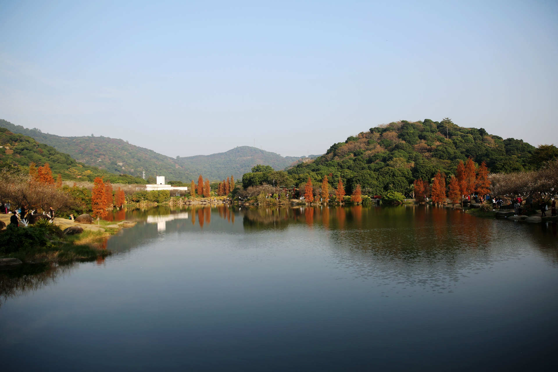 在广州黄埔区萝岗香雪公园,虽然本是为赏梅而来,却意外地被落羽杉的