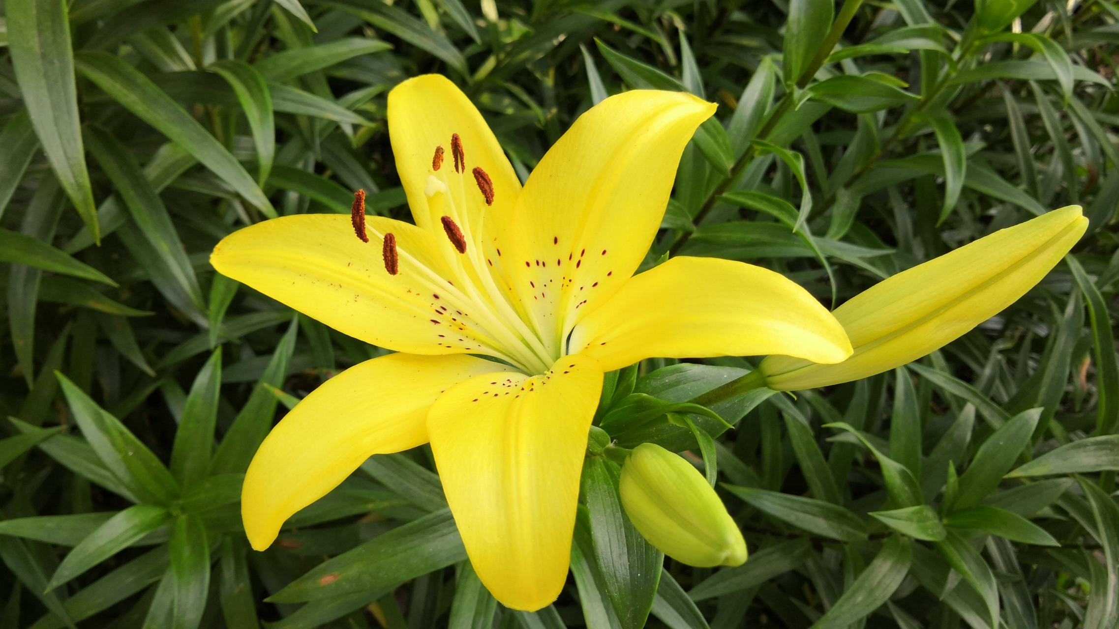 黄百合花以其明亮的黄色和优雅的姿态成为美好,高贵,纯洁,友情,忠诚