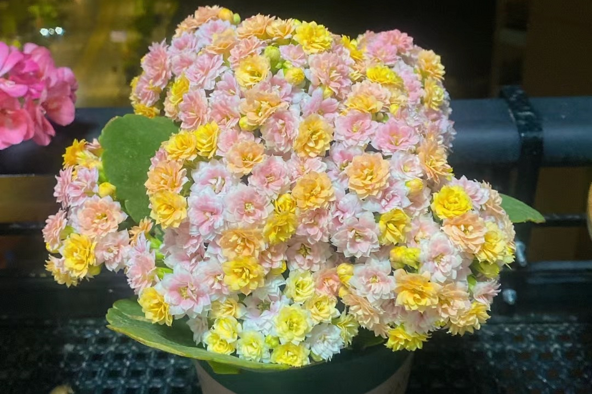 摘要: 缤纷柠檬(别名水果糖)是2021年推出的新品种长寿花,植株美观,花