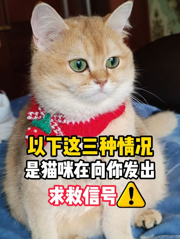 这3种情况,是猫咪在向你发出信号!拜托你一定要看懂!