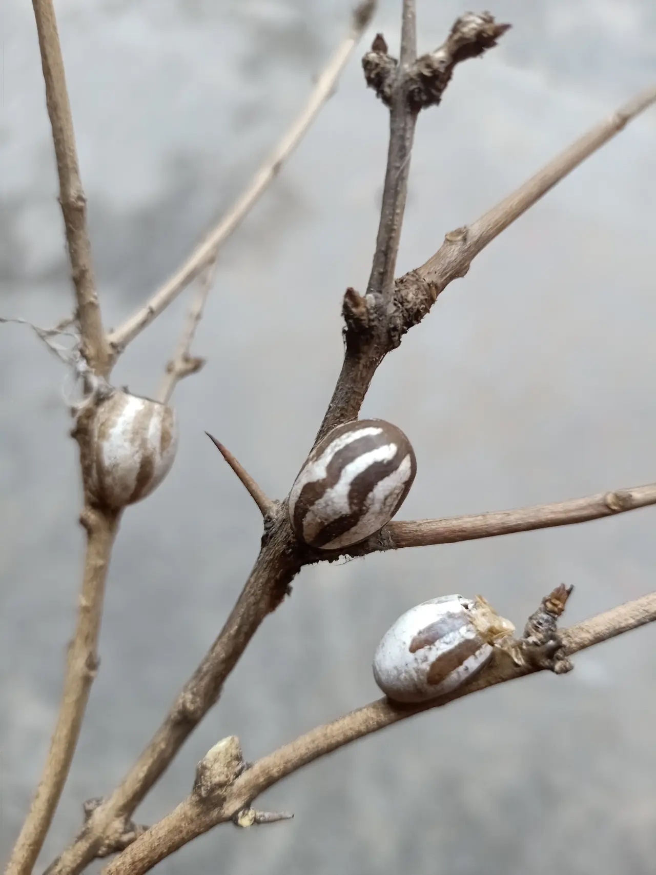 不服你就来噬介魃嫌部鞘鞘裁 虫子树枝上长了那种跟鸡跟瓜子一样的