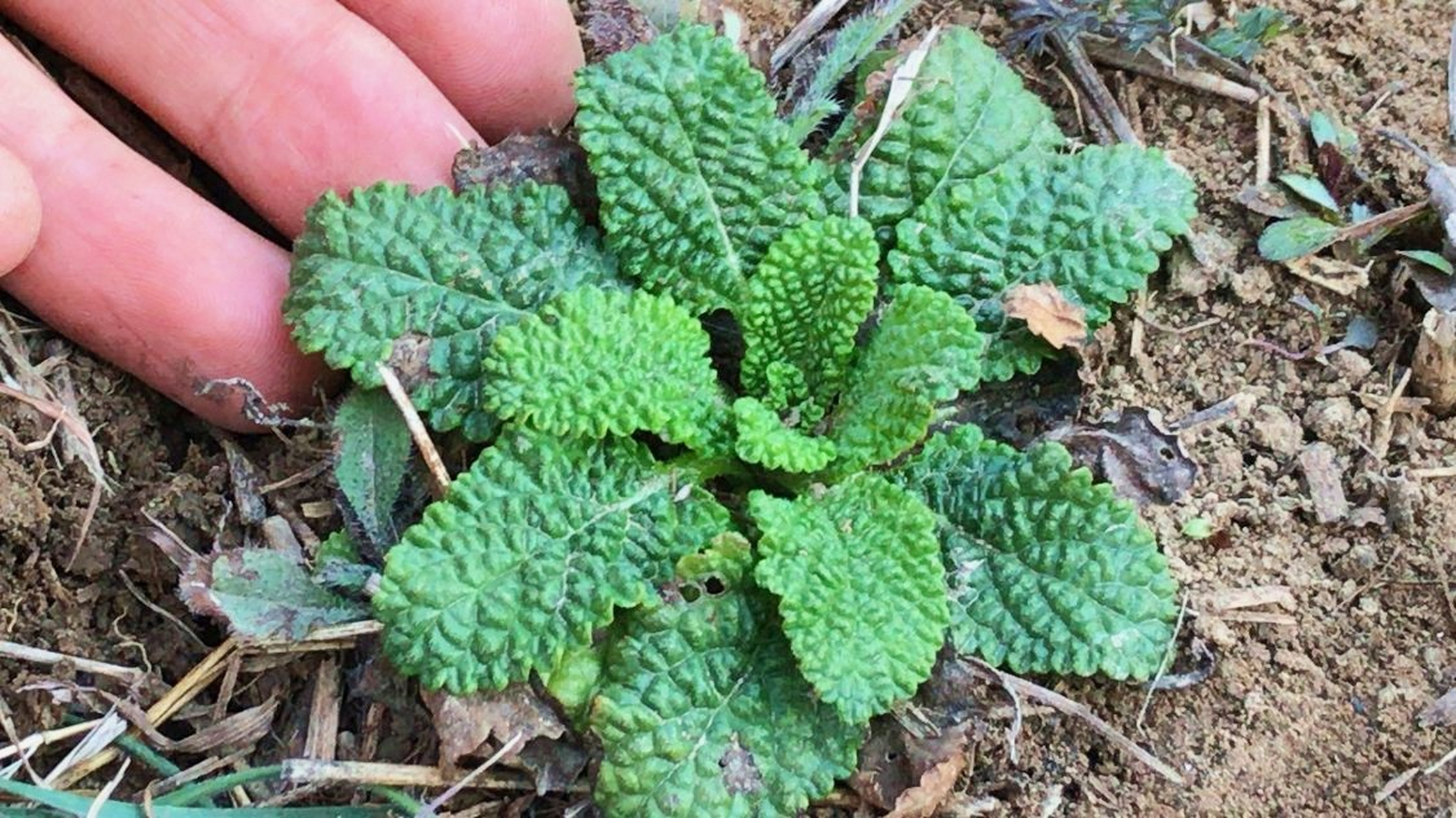 荔枝草是一种具有清热解毒,凉血止血,利尿消肿等功效的植物,对于感冒