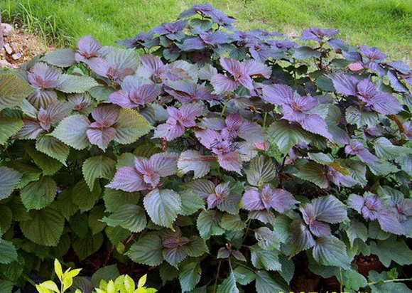 这种蔬菜农村30年前常用来做腌菜为何如今见得少了