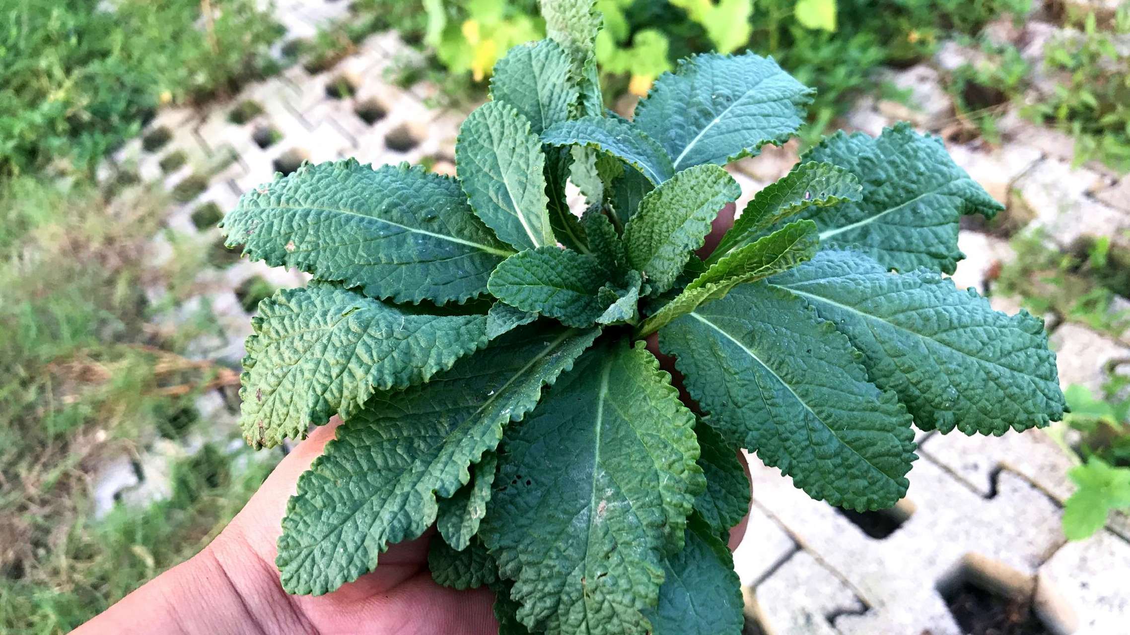 荔枝草是一种具有清热解毒,凉血止血,利尿消肿等功效的植物,对于感冒