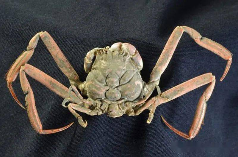 有一种螃蟹叫关公蟹,猜猜它因何得名?