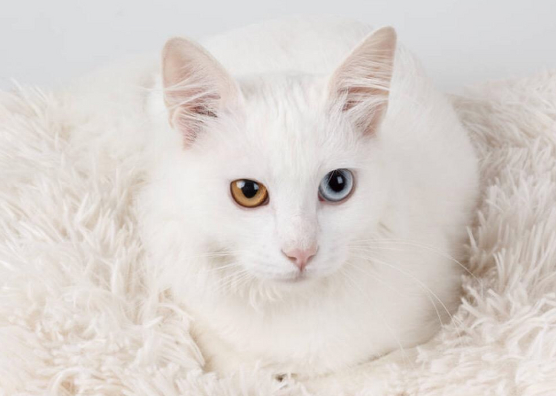 摘要:  安哥拉猫需要高蛋白,维生素丰富的猫粮以维持健康.