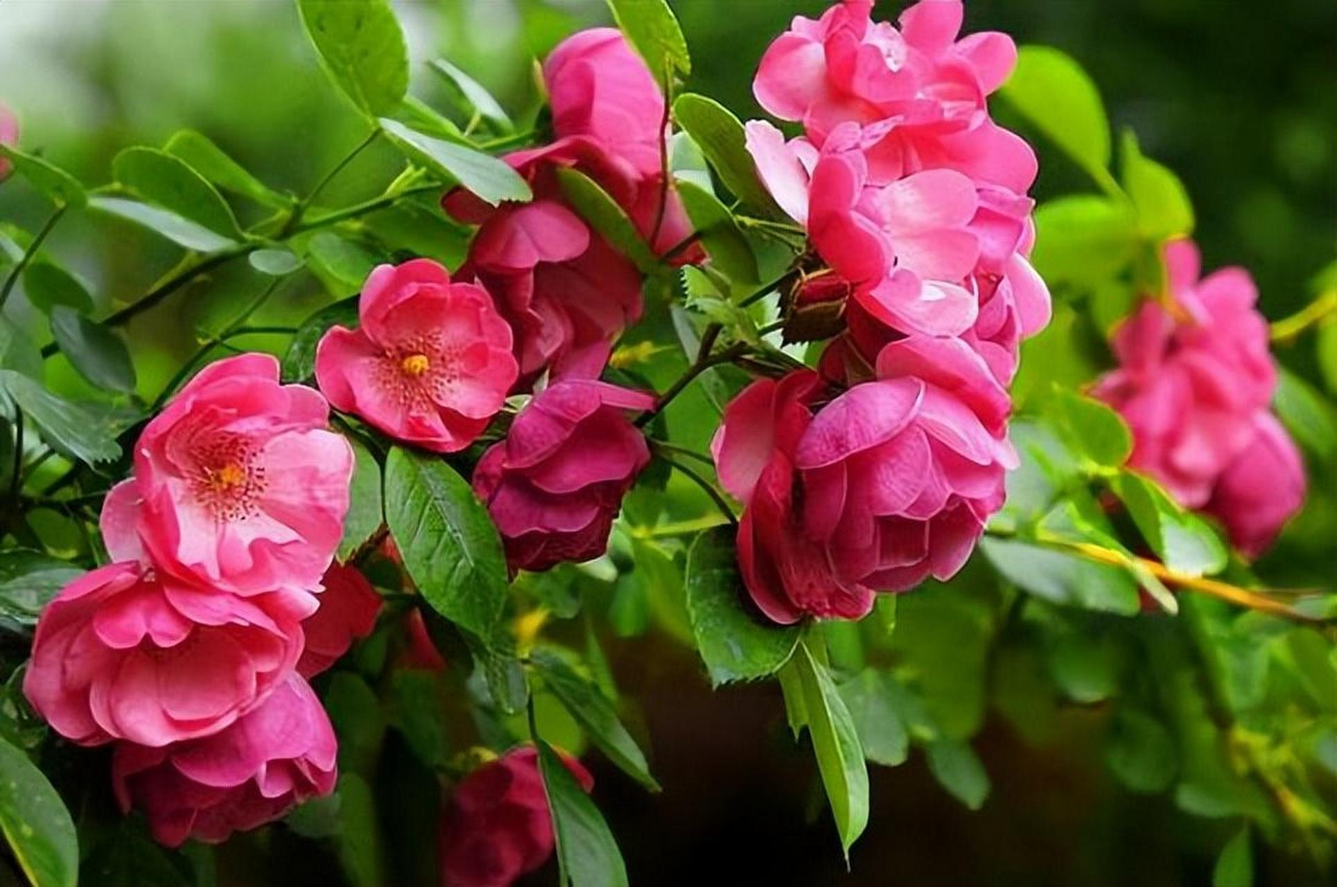 摘要: 在家种植植物是精神活动的一种方式,尤其适合种植藤玫瑰.