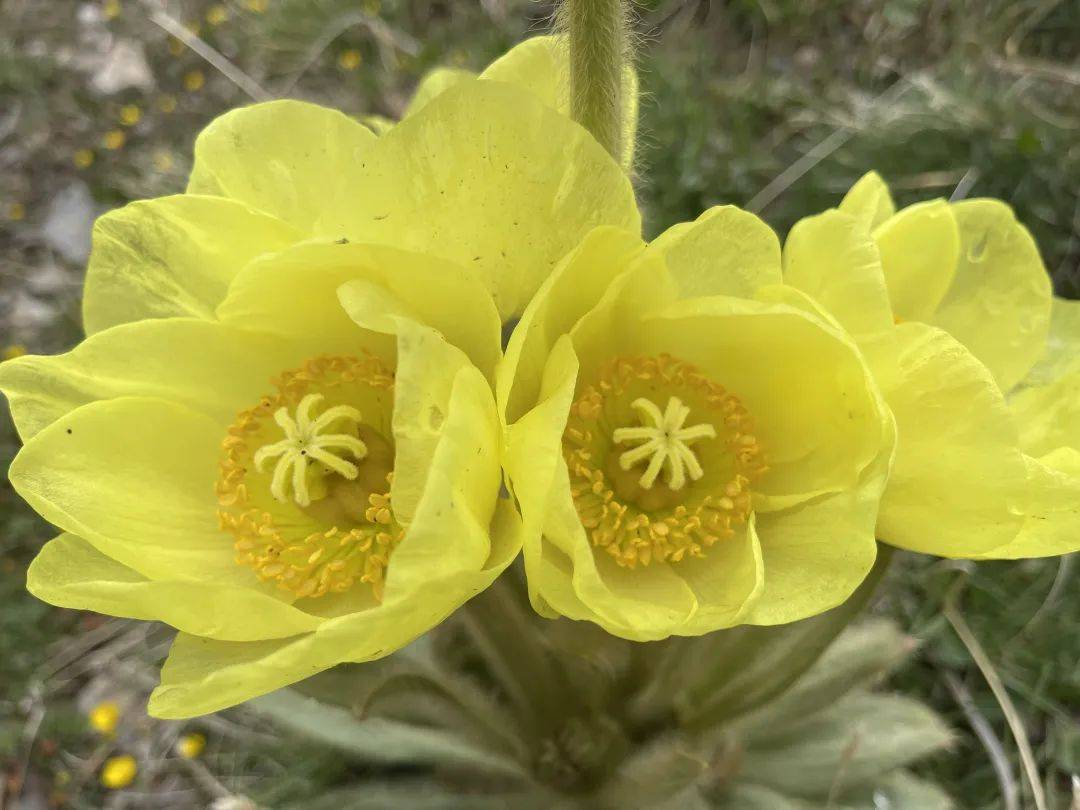 画家王芳芳|高原的生命之花:全缘叶绿绒蒿