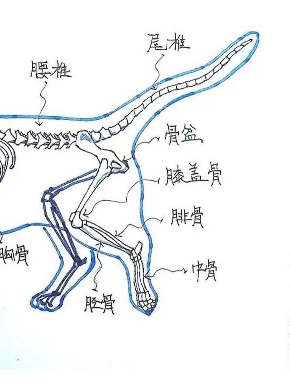 猫咪身体结构透视图片