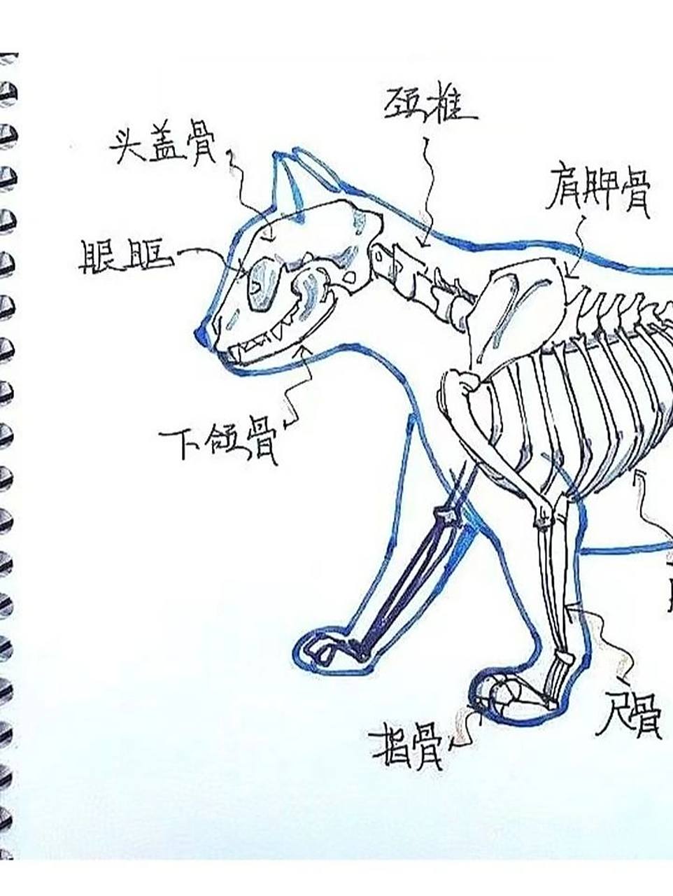 🎨 画一张猫咪的骨骼图,探索各种动态!