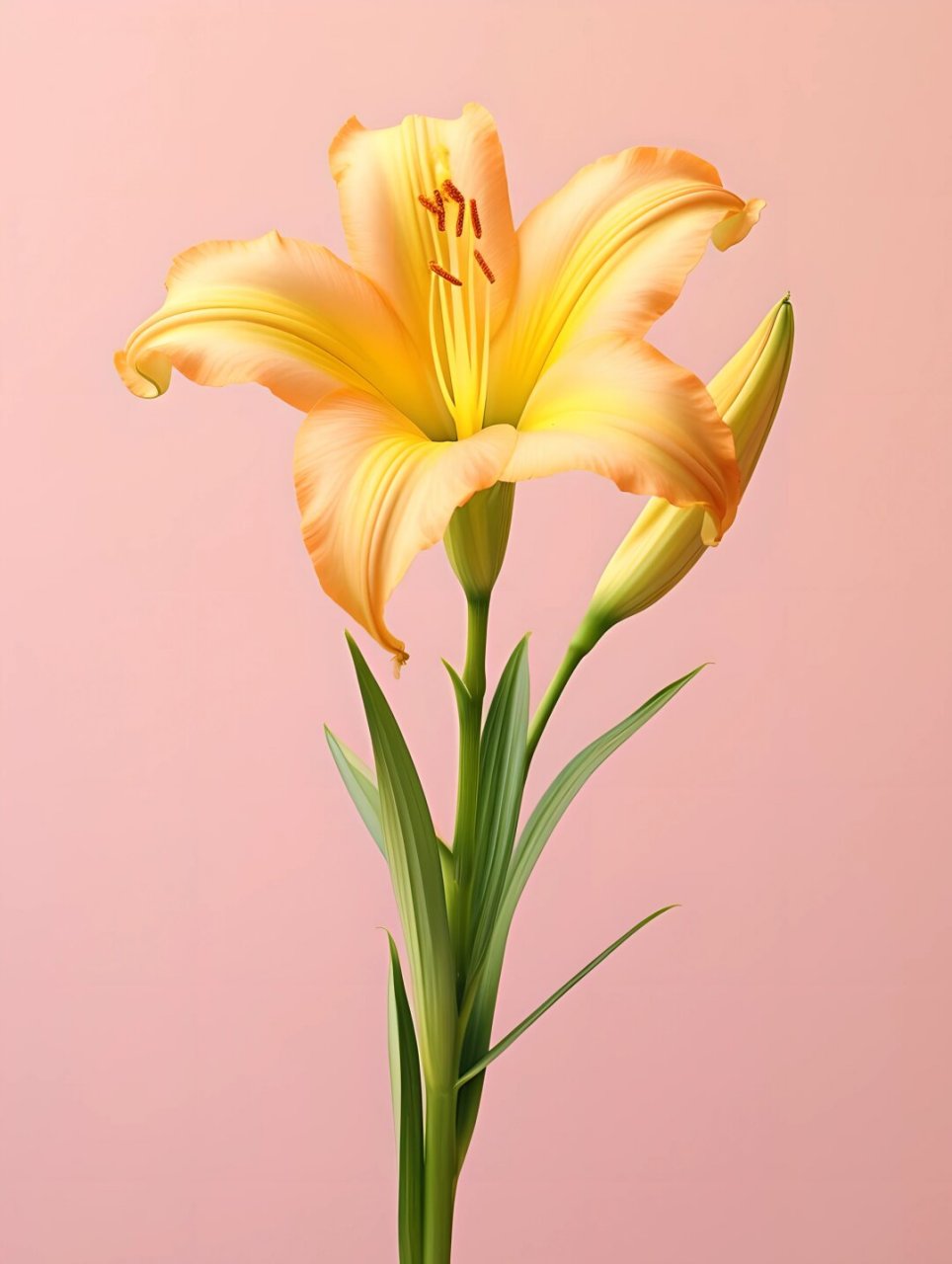 绘画素材362——忘忧草  忘忧草,又称为萱草,黄花菜,金针菜,是一种