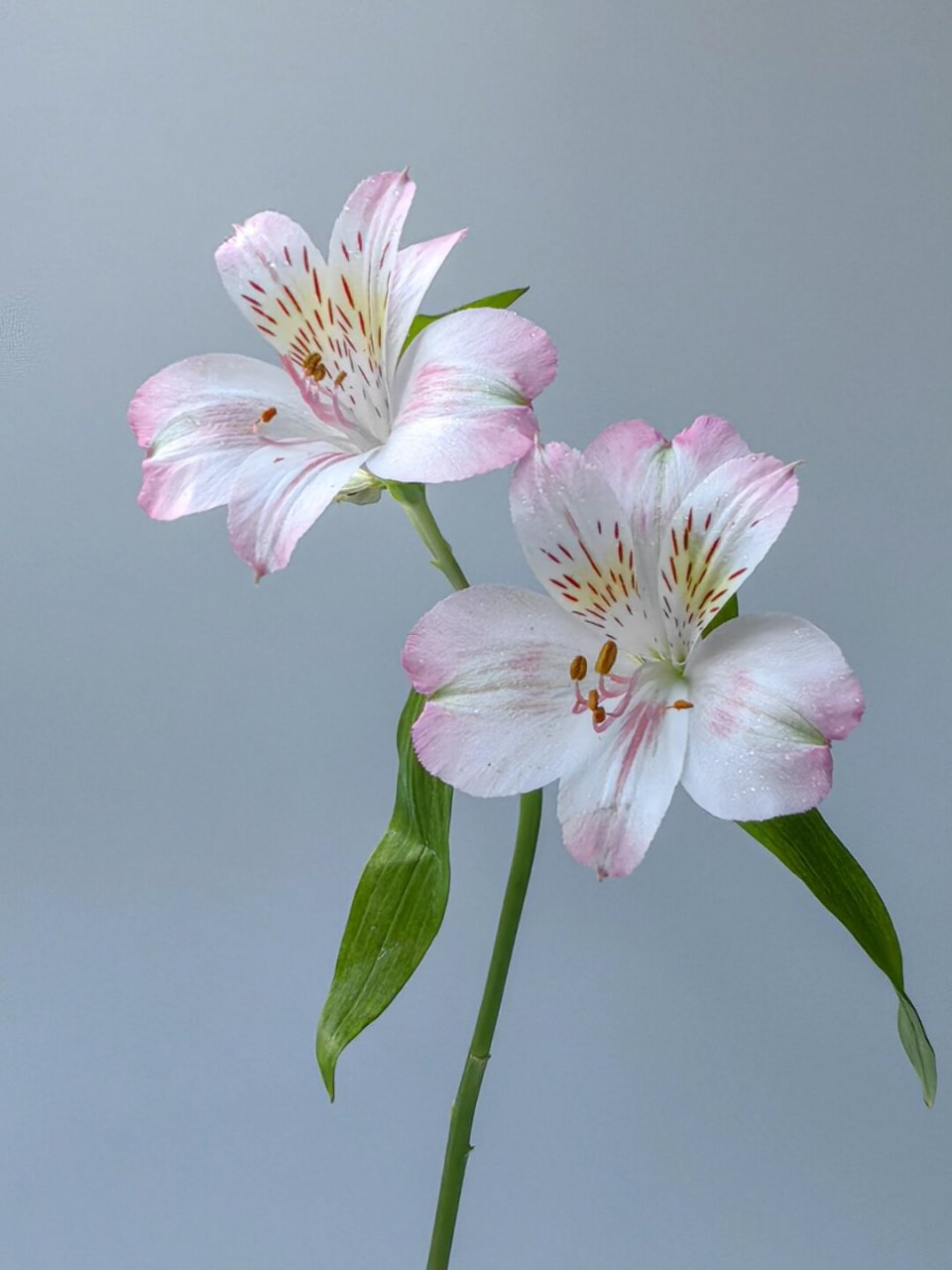 多年生草本花卉包括图片