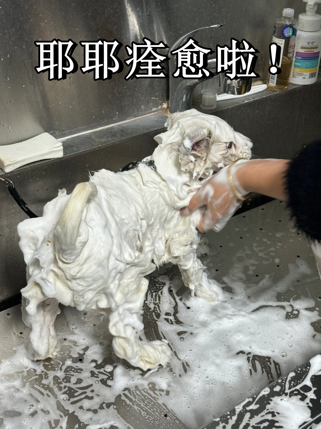 在给狗狗洗了第二次药浴之后,它的皮肤病基本已经痊愈了