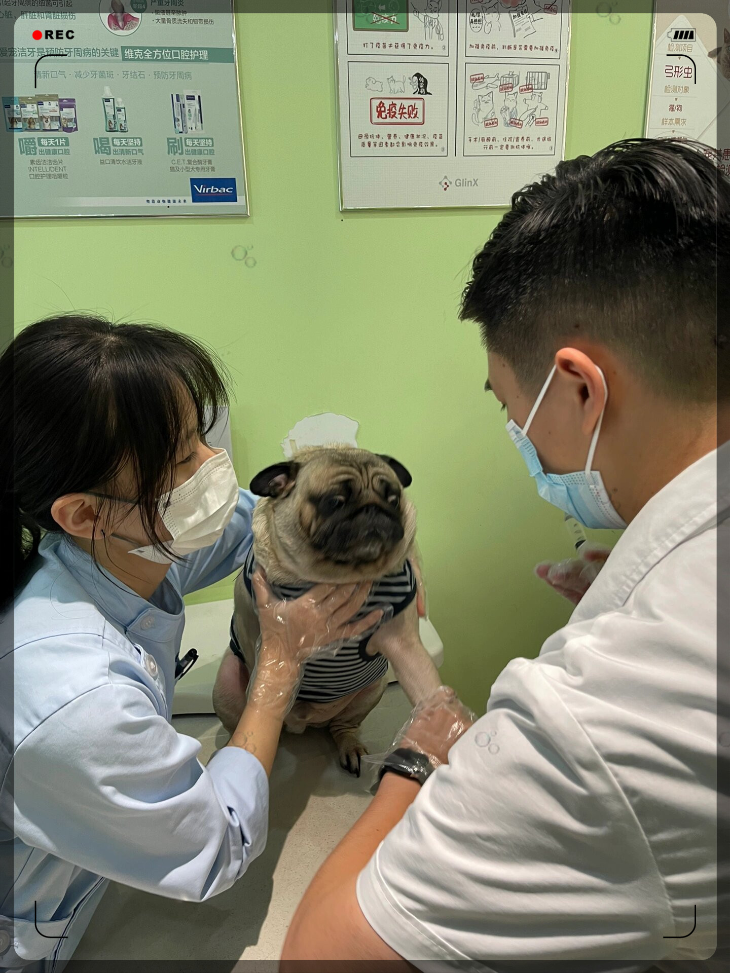 害怕打针的小狗被锁喉了,哈哈哈