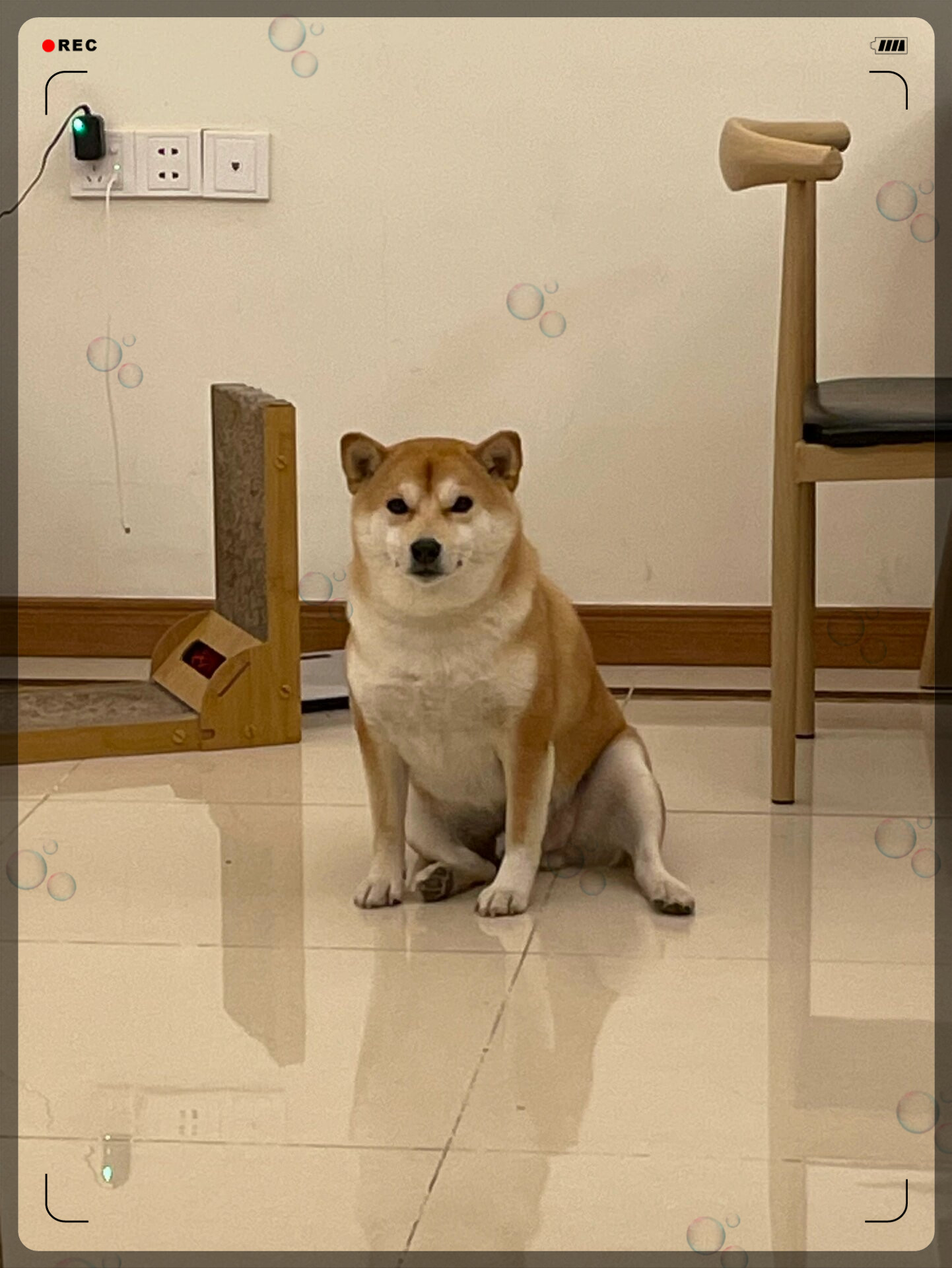 柴犬的胖,是一种无法抗拒的油腻魅力  果然,狗胖了都会显油腻,我家的