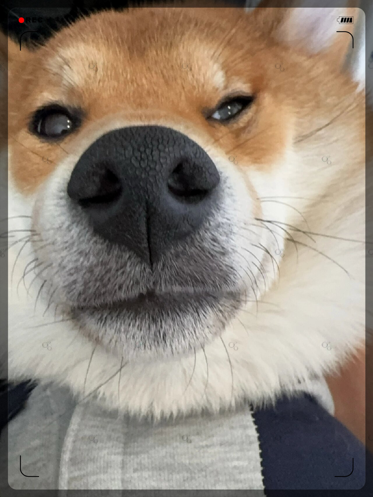 狗狗的甜蜜小瞬间  拍一张超可爱的照片,看这小家伙眯眼的样子,是不是