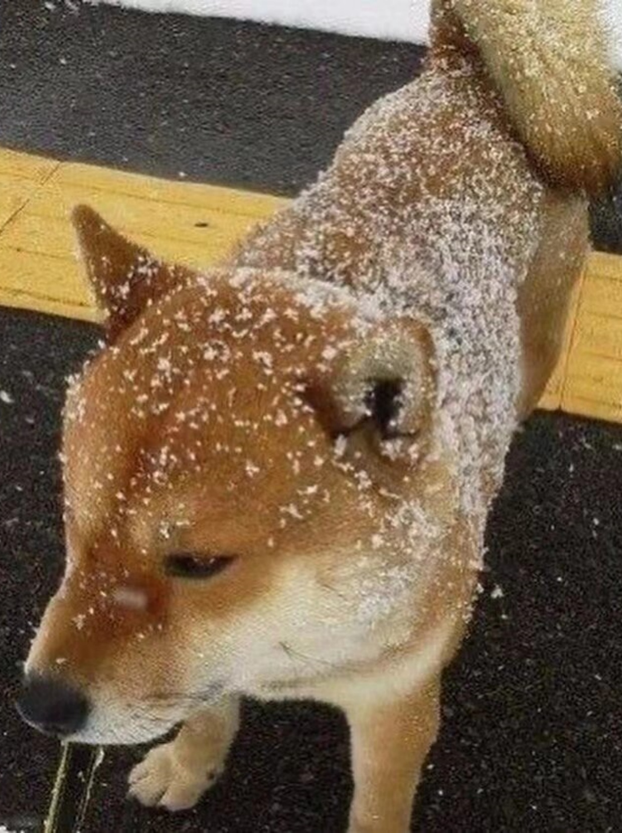 起猛了,教室里怎么那么香