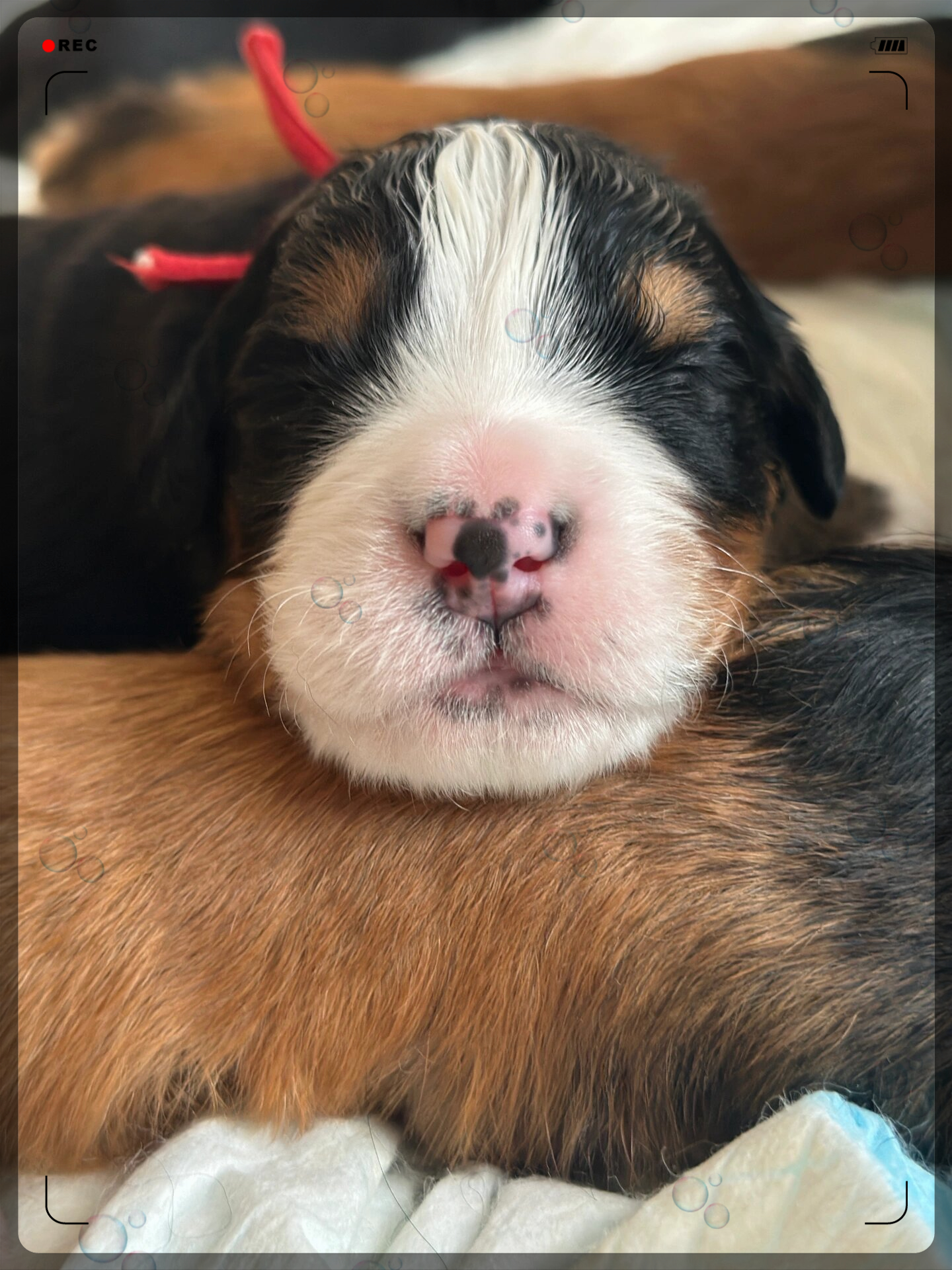 哎呀呀,说到花鼻子小猪,我就想起了我家的小伯恩山犬!