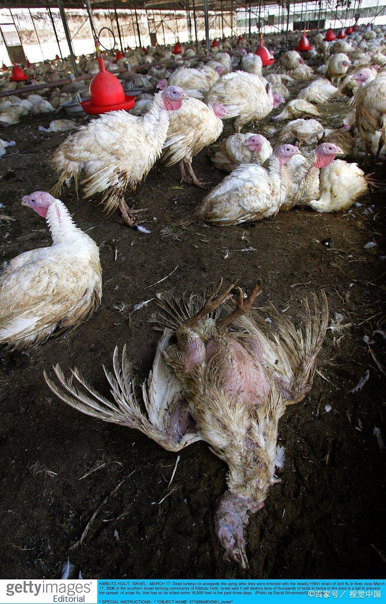 日本最近遭遇了有记录以来最严重的禽流感疫情,情况十分严峻