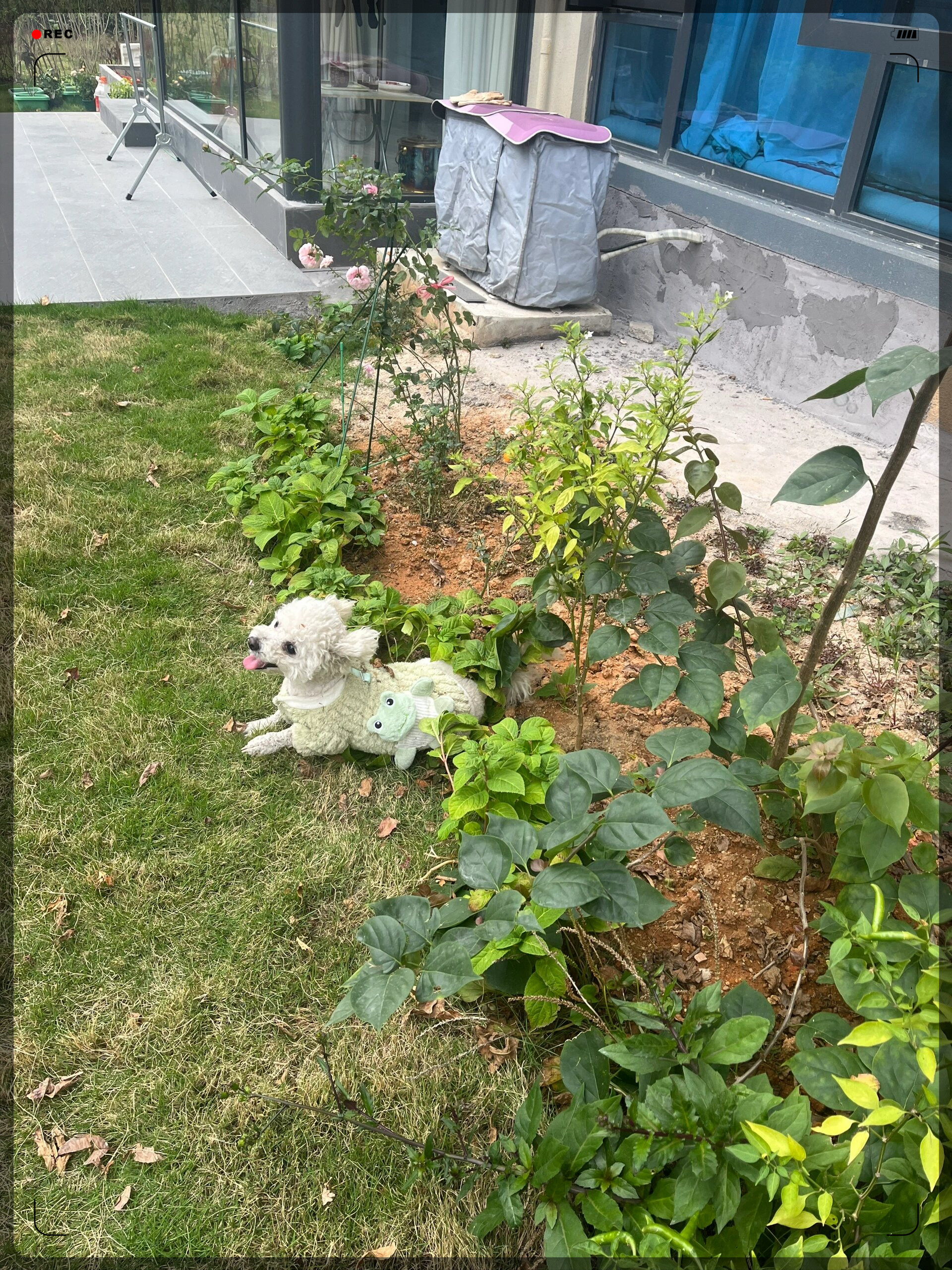 我家比熊是滚草小能手