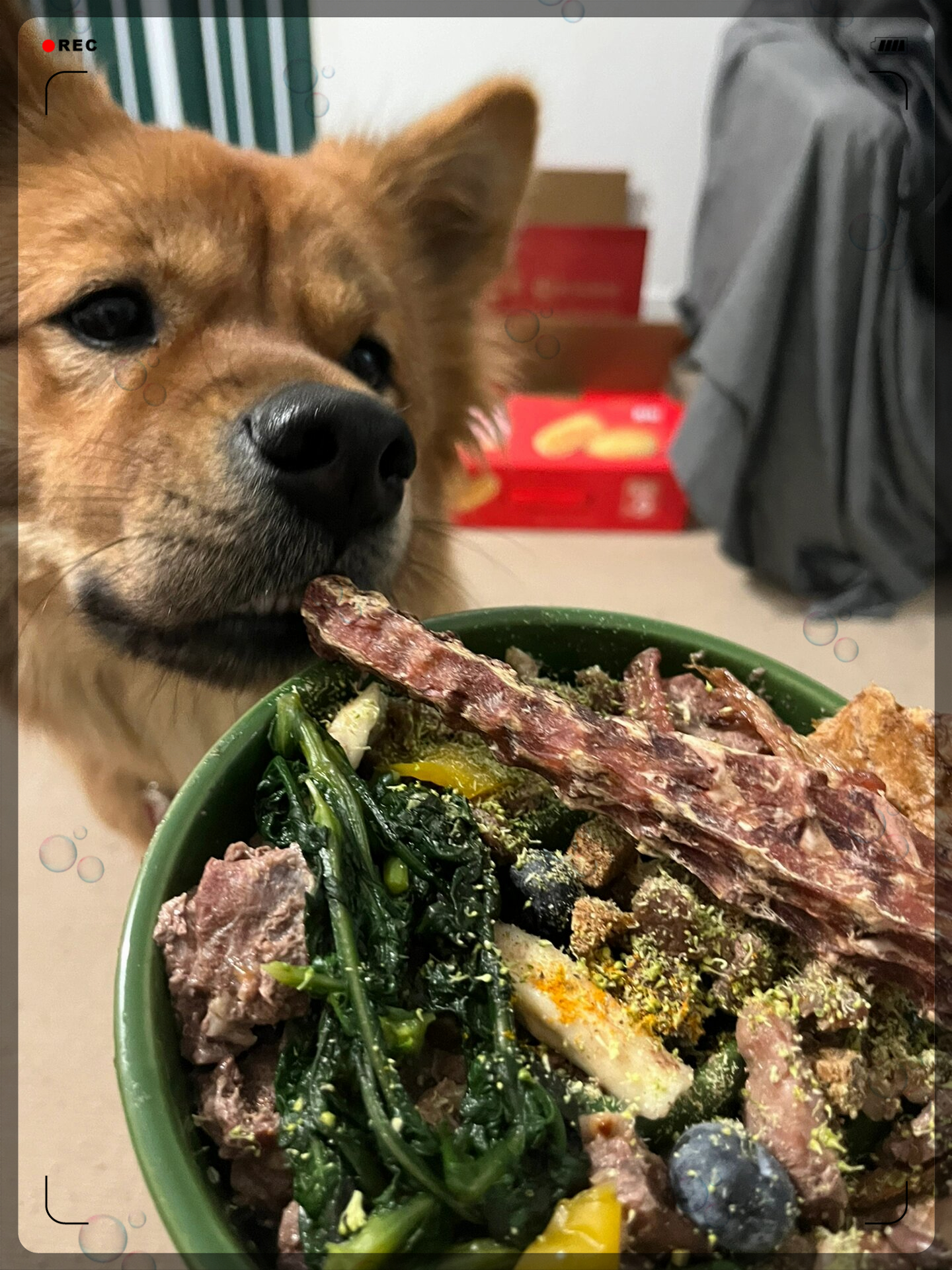 养狗狗的和爱狗狗的人都知道狗狗的健康饮食非常重要尤其是对有小
