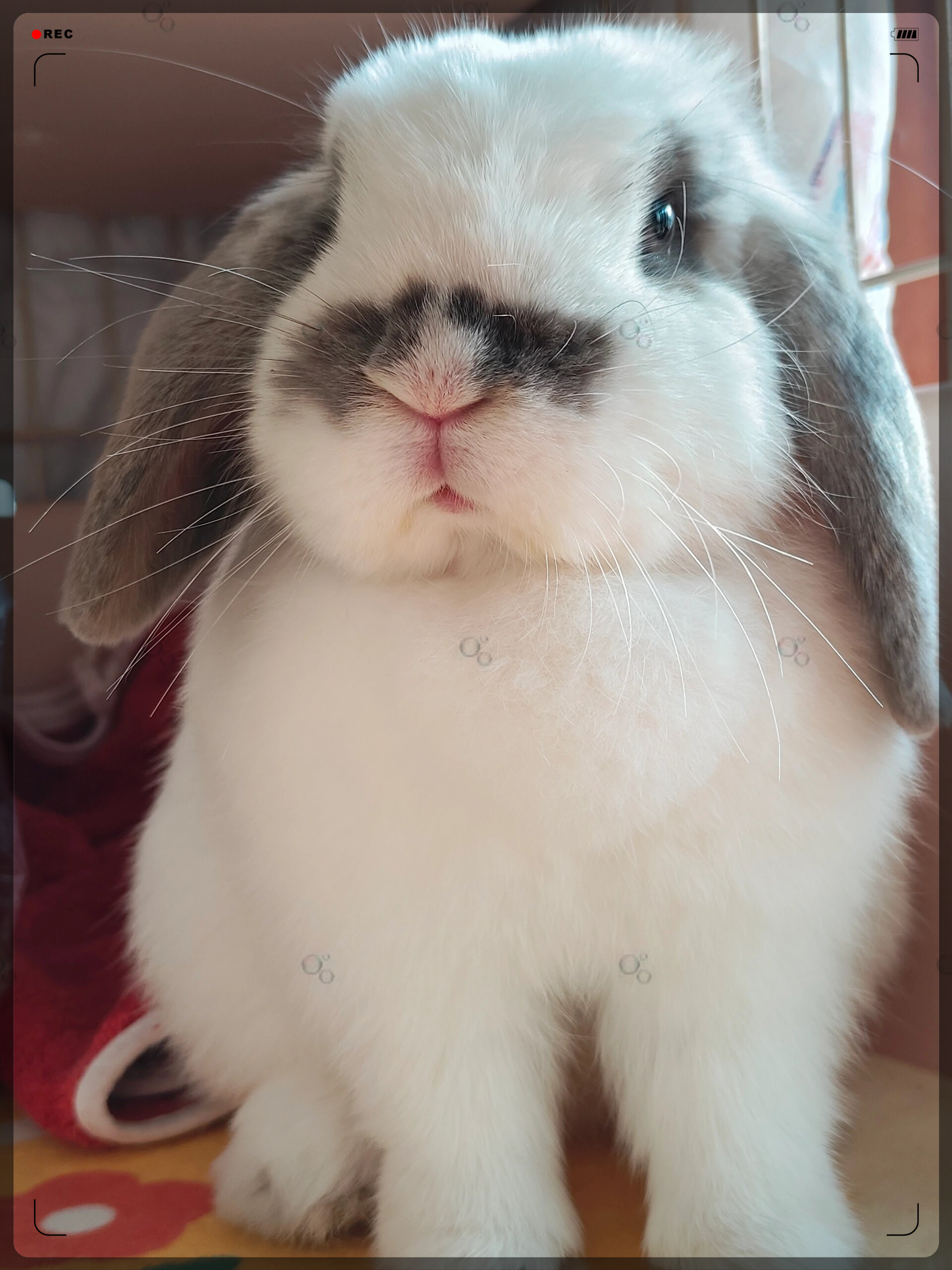 它就会摆出各种可爱的姿势,仿佛在说:"看,我也可 垂耳兔真实小兔子