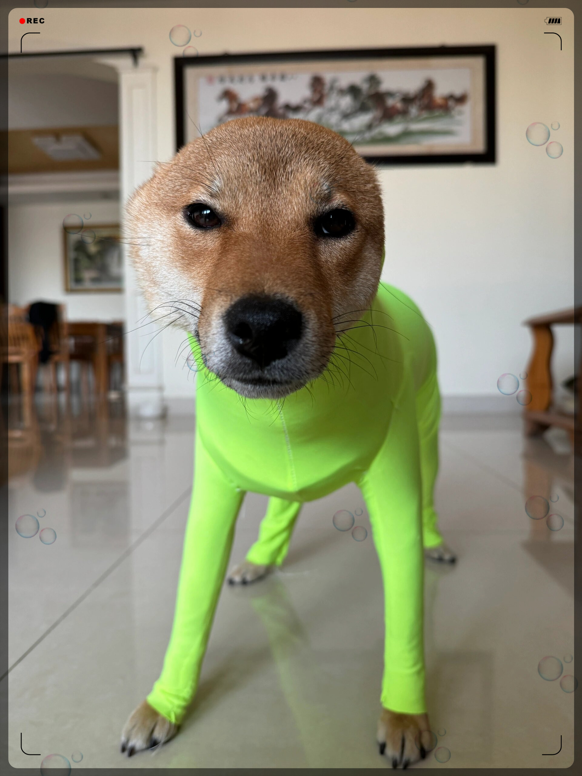 会应援必备的小道具, 让你在人群中独树一帜,让偶虾焐躺渡 狗头