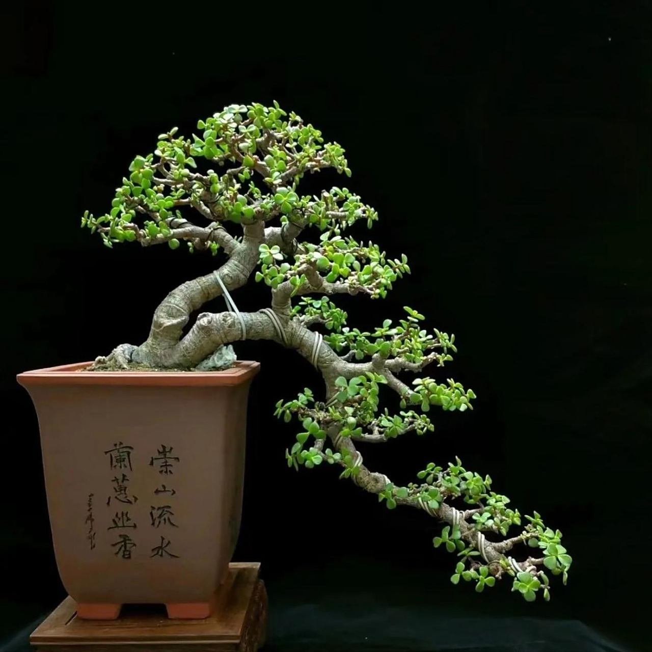 小盆景,金枝玉叶,很独特的造型