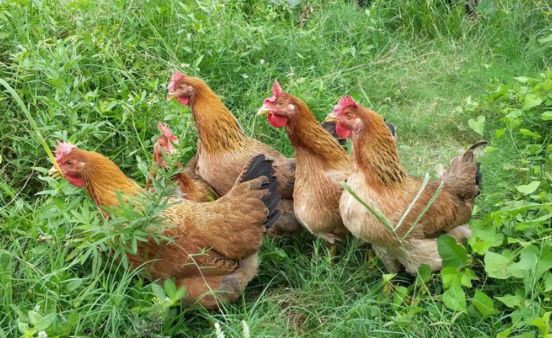 广东土鸡品种繁多,如清远鸡,胡须鸡,怀乡鸡,杏花鸡,阳山鸡和沙栏鸡等.