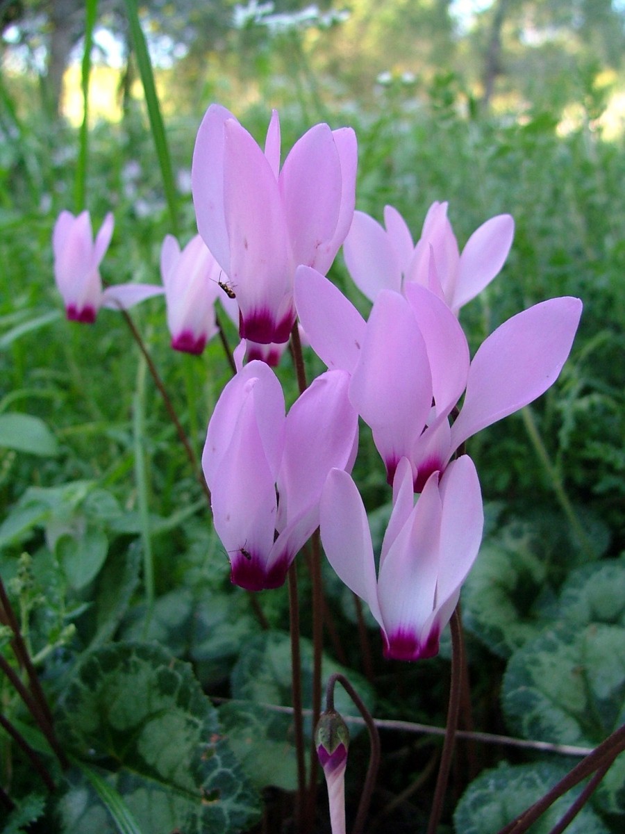 仙客来冬眠之旅:休眠后的贴心养护建议